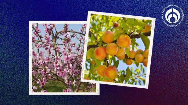 El árbol frutal que huele delicioso, crece hasta 7 metros y es ideal para tu banqueta