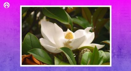 El precioso significado de tener una Magnolia en casa, según el Feng-Shui