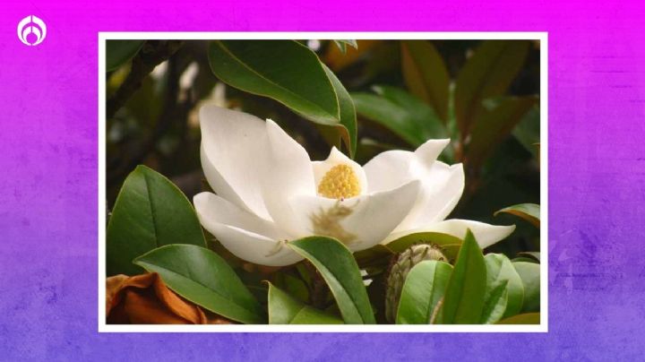 El precioso significado de tener una Magnolia en casa, según el Feng-Shui