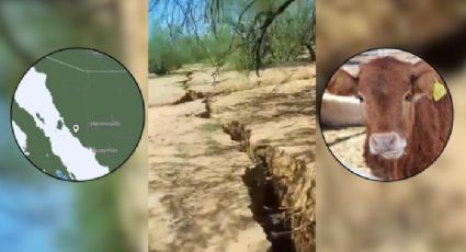 (VIDEO) La tierra se 'partió' en Sonora: grietas se tragan a becerro y a una vaca