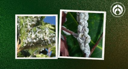 El tip de los expertos para eliminar la cochinilla blanca de tus plantas