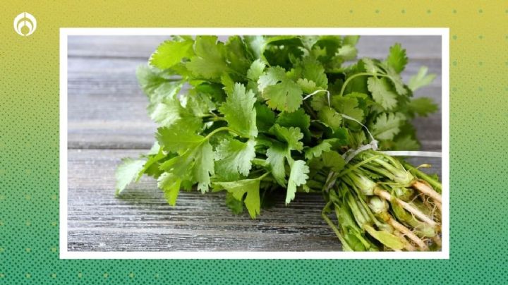 El cilantro sigue caro; truco para que dure fresco por un mes y no se eche a perder