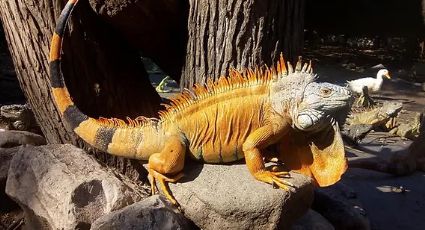 ¡No más iguanas 'paleta'! crea refugio para proteger a reptiles del intenso frío