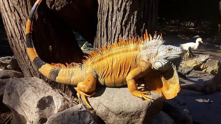 ¡No más iguanas 'paleta'! crea refugio para proteger a reptiles del intenso frío