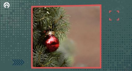 Árbol de Navidad: aquí puedes canjearlo por papel de baño o plantas