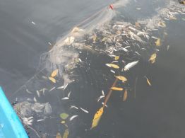 Azucarera provoca otrooo ecocidio en afluente del río Actopan en Veracruz