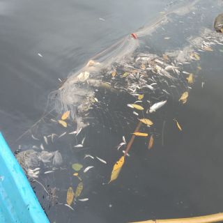 Azucarera provoca otrooo ecocidio en afluente del río Actopan en Veracruz