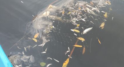 Azucarera provoca otrooo ecocidio en afluente del río Actopan en Veracruz