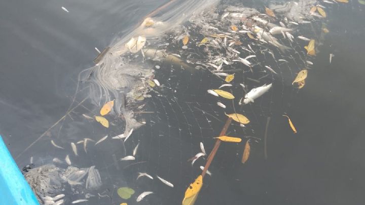 Azucarera provoca otrooo ecocidio en afluente del río Actopan en Veracruz