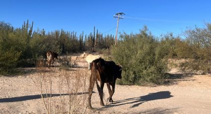 Sequía en BCS: más de 30 mil muertes de ganado; 'situación es crítica y empeorará' dice Cosío