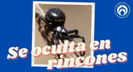 Araña falsa viuda negra: ¿Qué tan peligrosa es y en qué lugares de México habita?