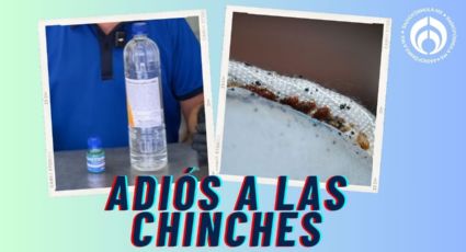 Chinches: los dos productos que sí las eliminan de colchones, paredes y muebles de madera