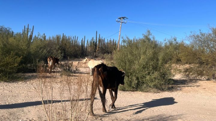 Sequía en BCS: más de 30 mil muertes de ganado; 'situación es crítica y empeorará' dice Cosío