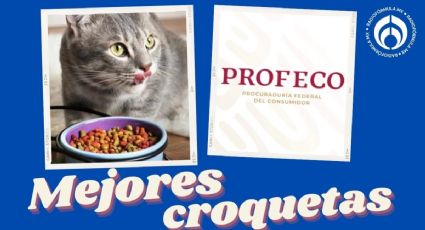 Estas son las croquetas para gato con mucha proteína, menos harinas y más baratas, según Profeco