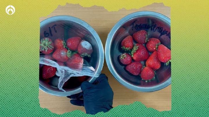 Truco para evitar que las fresas se llenen de hongos y duren muchos más días