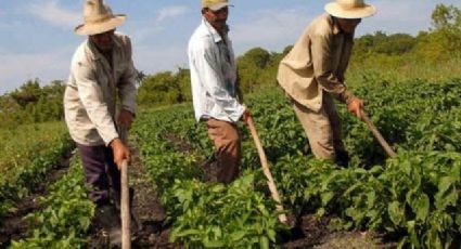 Tribunal agrario de Altamira en riesgo de cierre por falta de presupuesto