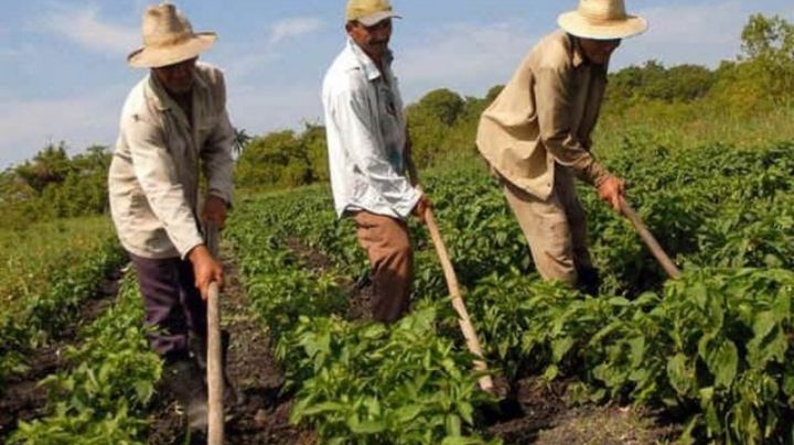 Tribunal agrario de Altamira en riesgo de cierre por falta de presupuesto