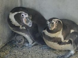 Celebra Acuario Mar de Cortés nacimiento del primer pingüino mazatleco