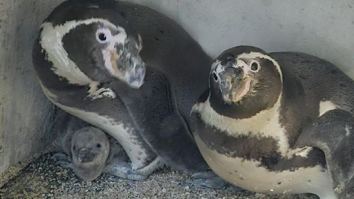 Celebra Acuario Mar de Cortés nacimiento del primer pingüino mazatleco