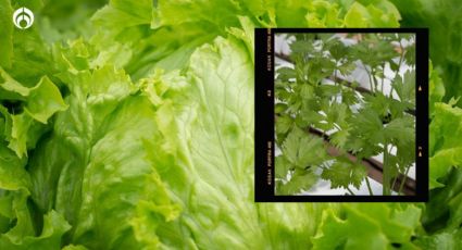 La tienda poco conocida que vende lechuga y cilantro agroecológicos, libres de microplásticos