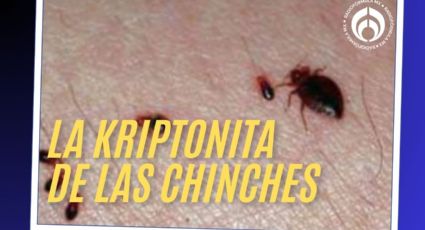 Chinches: ni insecticidas ni fumigaciones... este es el truco que sí las mata, según médico