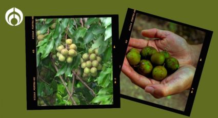 El árbol que no daña banquetas, da mucha sombra y unos deliciosos frutos exóticos y saludables