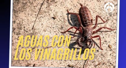 Temporada de vinagrillos en México se acerca: los lugares en tu casa donde se pueden esconder