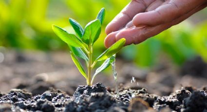 Sembrando el futuro: Empresarios reforestarán 4 hectáreas en el municipio de Altamira