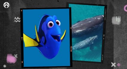 ¡Avísenle a Dory! Ya puedes ver ballenas gris en La Paz y Los Cabos