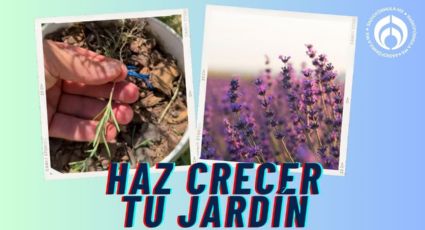 La técnica poco conocida y efectiva que usan jardineros para reproducir romero o lavanda