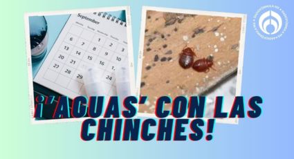 Temporada de chinches: ¿cuándo inicia en 2025 y cómo evitarlas?