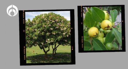 El árbol que da mucha sombra, unos frutos deliciosos y es perfecto para sembrarlo en tu casa