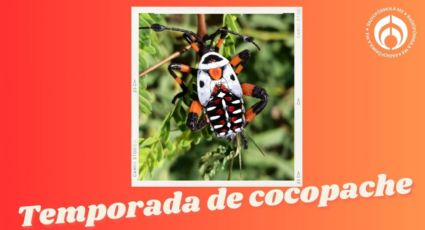 Temporada de cocopache: El insecto que aumenta en la época de calor, ¿cómo reconocerlo?