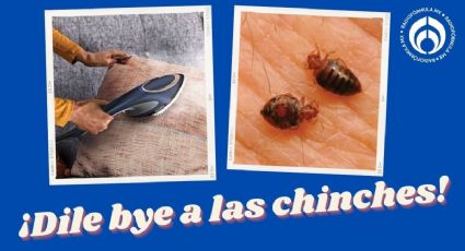 Temporada de chinches: ¿Qué tan útiles son las planchas de mano para matarlas?