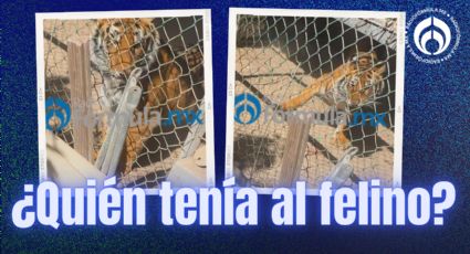 Rescatan a un tigre de bengala en un rancho de Baja California Sur, también había armas y drogas