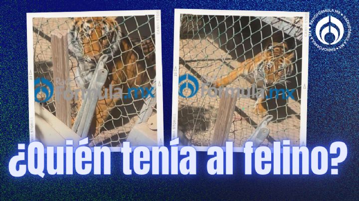 Rescatan a un tigre de bengala en un rancho de Baja California Sur, también había armas y drogas