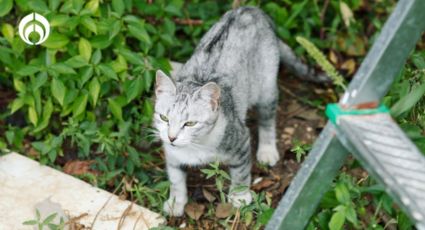 ¿No te gustan los gatitos? Con estas plantas puedes alejarlos de tu jardín