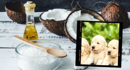 ¿Qué pasa si le doy a mi perro aceite de coco? Te decimos los beneficios