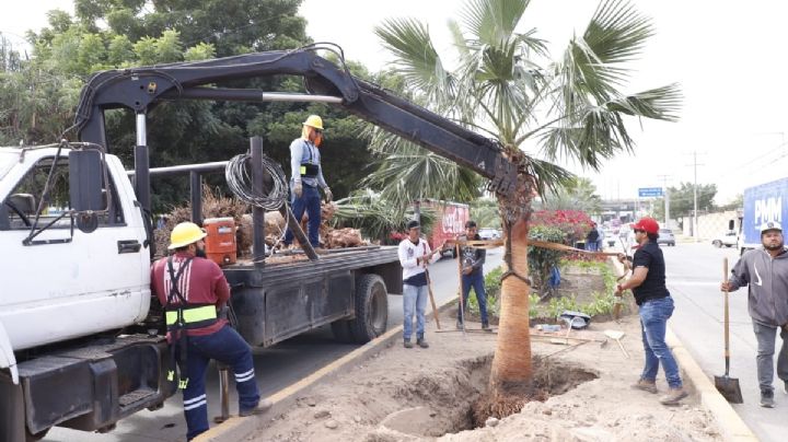 Inician trabajos de embellecimiento de la Avenida Manuel Clouthier