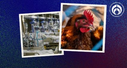 EU reporta primera muerte por gripe aviar H5N1: ¿Cuáles son los síntomas y cómo se contagia?