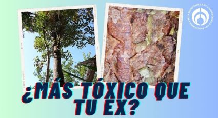 El árbol que no debes tocar: causa quemaduras de segundo grado… ¡y se encuentra en México!