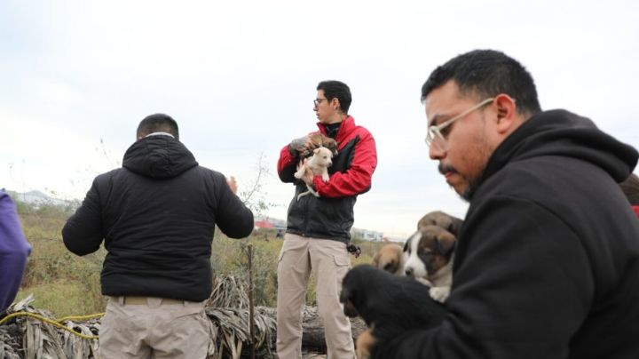 Rescatan del frío a 24 cachorros abandonados en Escobedo NL