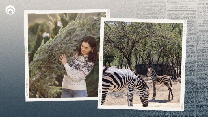 ¿No sabes qué hacer con tu árbol de Navidad? Regálaselo a un animalito en Zoofari