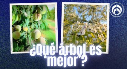 ¿Qué conviene más, un árbol de frutas o de flores? Este no rompe banquetas