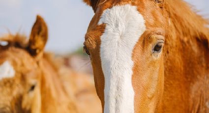 Cuidan a los caballos en Altamira: buscan garantizar su bienestar tras ser usados como carretoneros