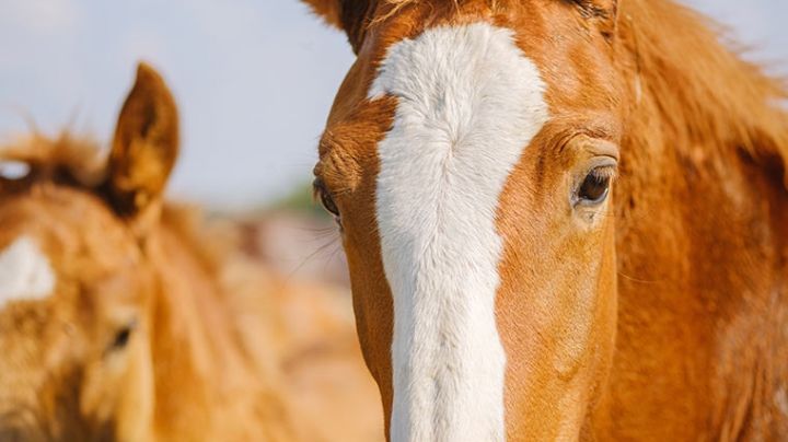 Cuidan a los caballos en Altamira: buscan garantizar su bienestar tras ser usados como carretoneros