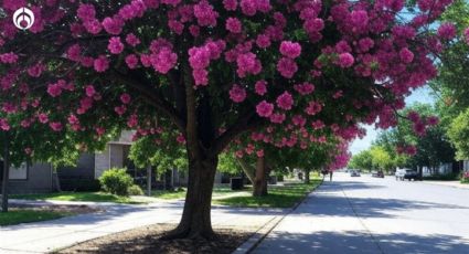 El árbol que puedes sembrar en tu banqueta, da mucha sombra y tiene raíz corta