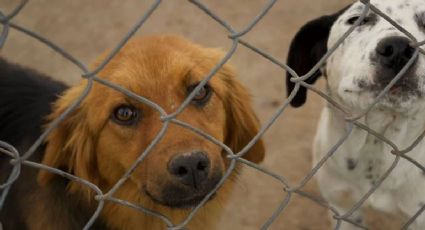 Cien mascotas entre perritos y gatitos de hogar en Tampico buscan ser adoptados