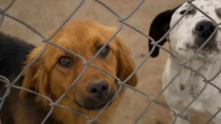 Cien mascotas entre perritos y gatitos de hogar en Tampico buscan ser adoptados