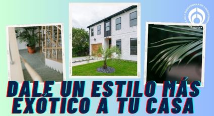 ¿Cómo puedes plantar una palmera en casa?